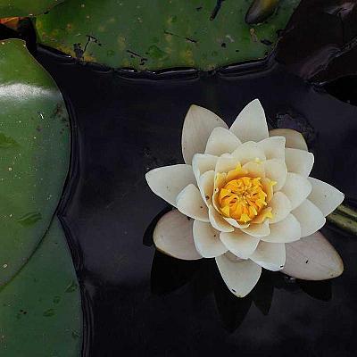 SSD Samsung 980 NVMe M.2 1TB