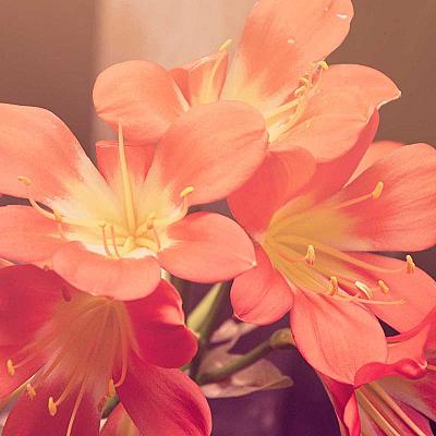 Router TP-Link Archer AX23 WiFi 6 AX1800