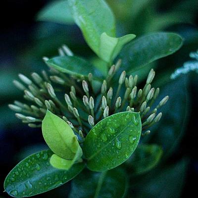 Fuente de Poder Corsair CV550 550W 80+ Bronze